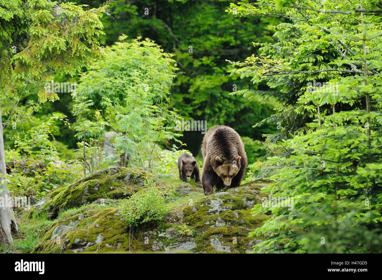 Unione orsi bruni, Ursus arctos arctos, madre con animale giovane, scenario, con testa, go, vista la telecamera, Foto Stock