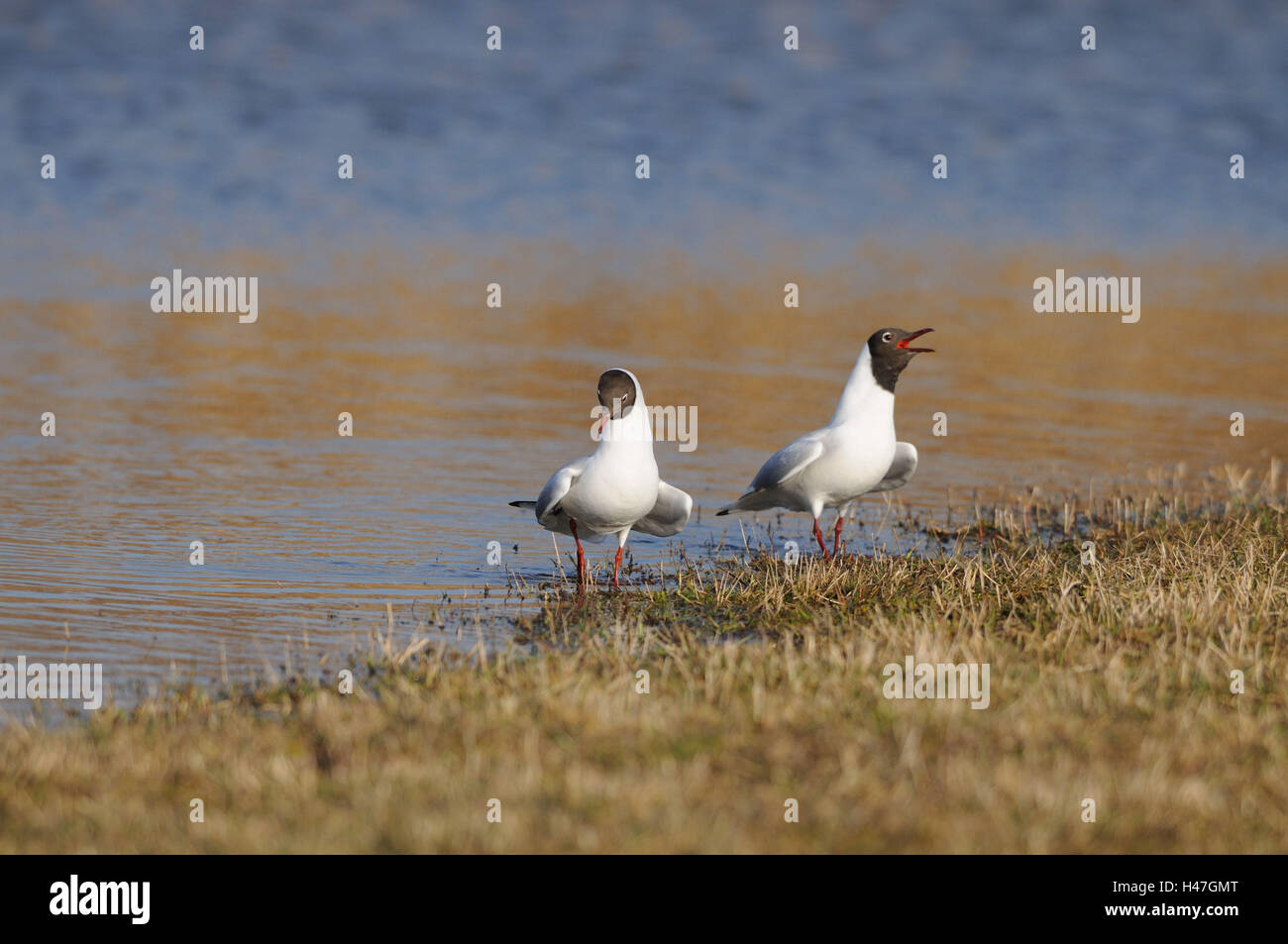 A testa nera gabbiani, Larus ridibundus, shore, stand, Foto Stock