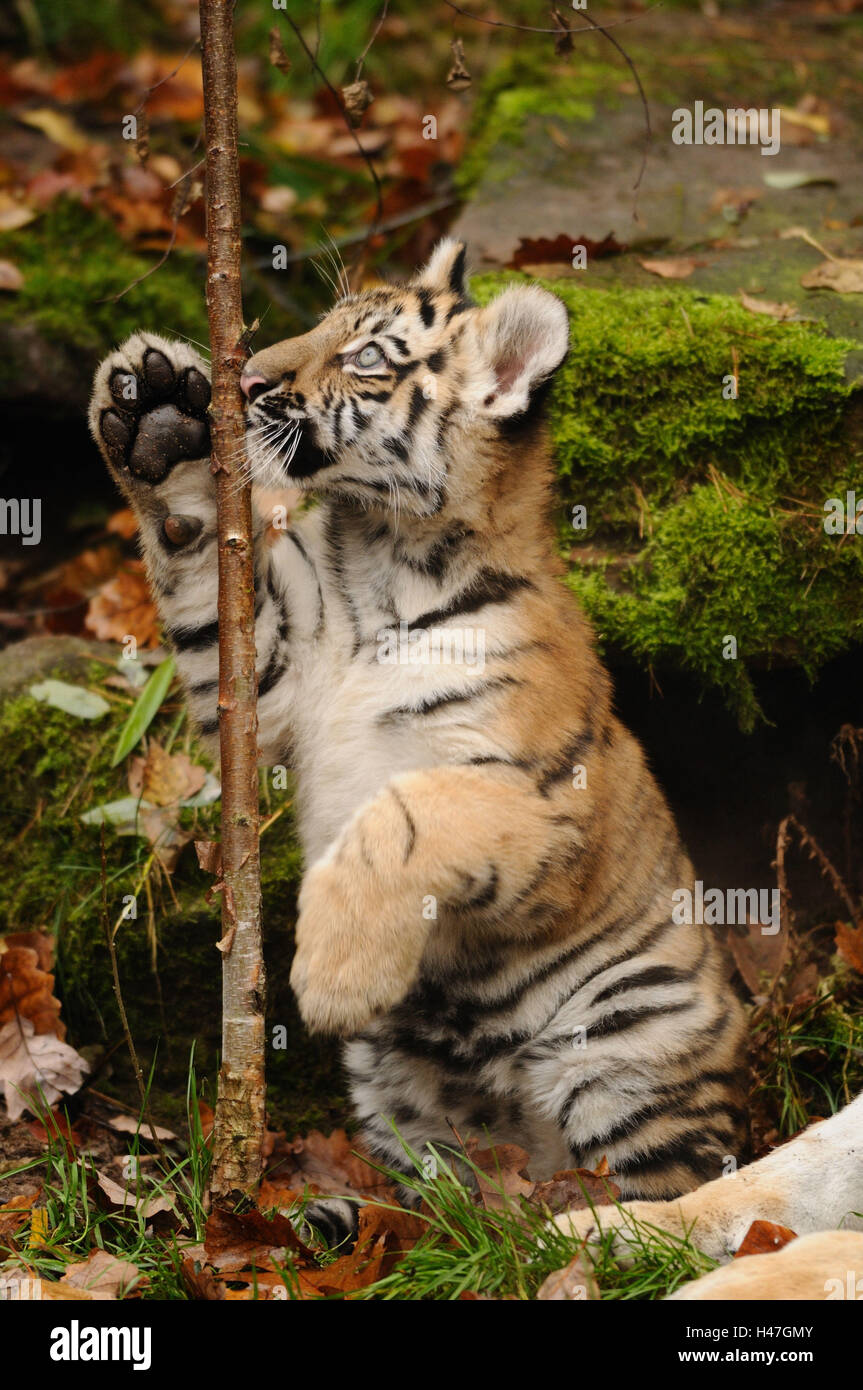 Tigre Siberiana, Panthera tigris altaica, giovane animale, Foto Stock