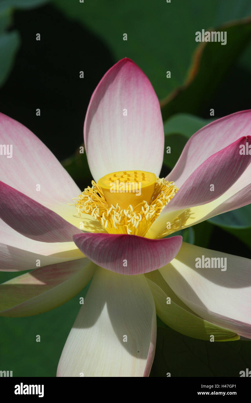 Loto indiano, Foto Stock