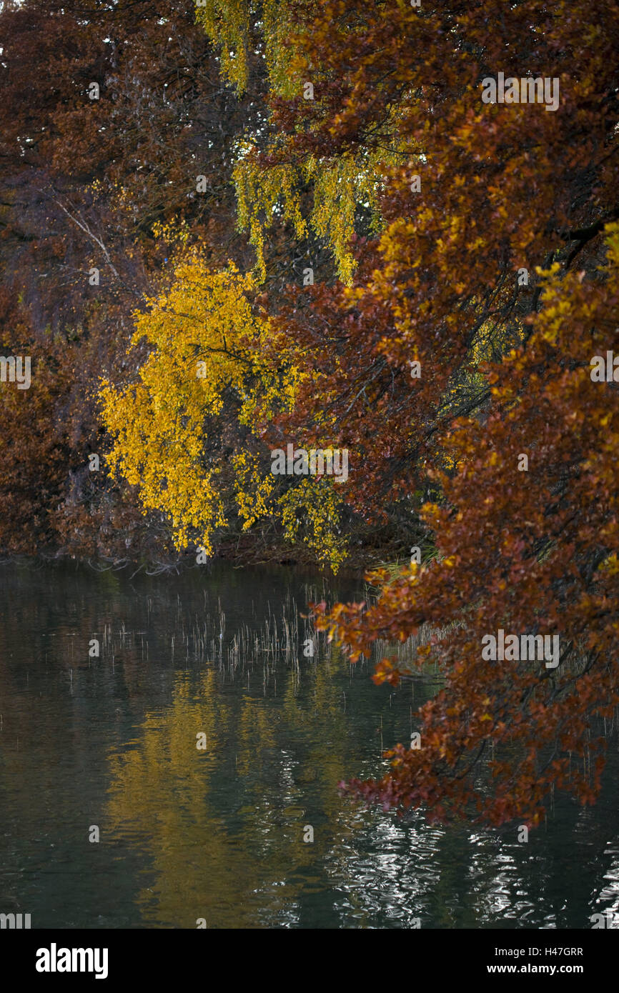 Alberi e foglie di autunno, lago, riflessione, Foto Stock