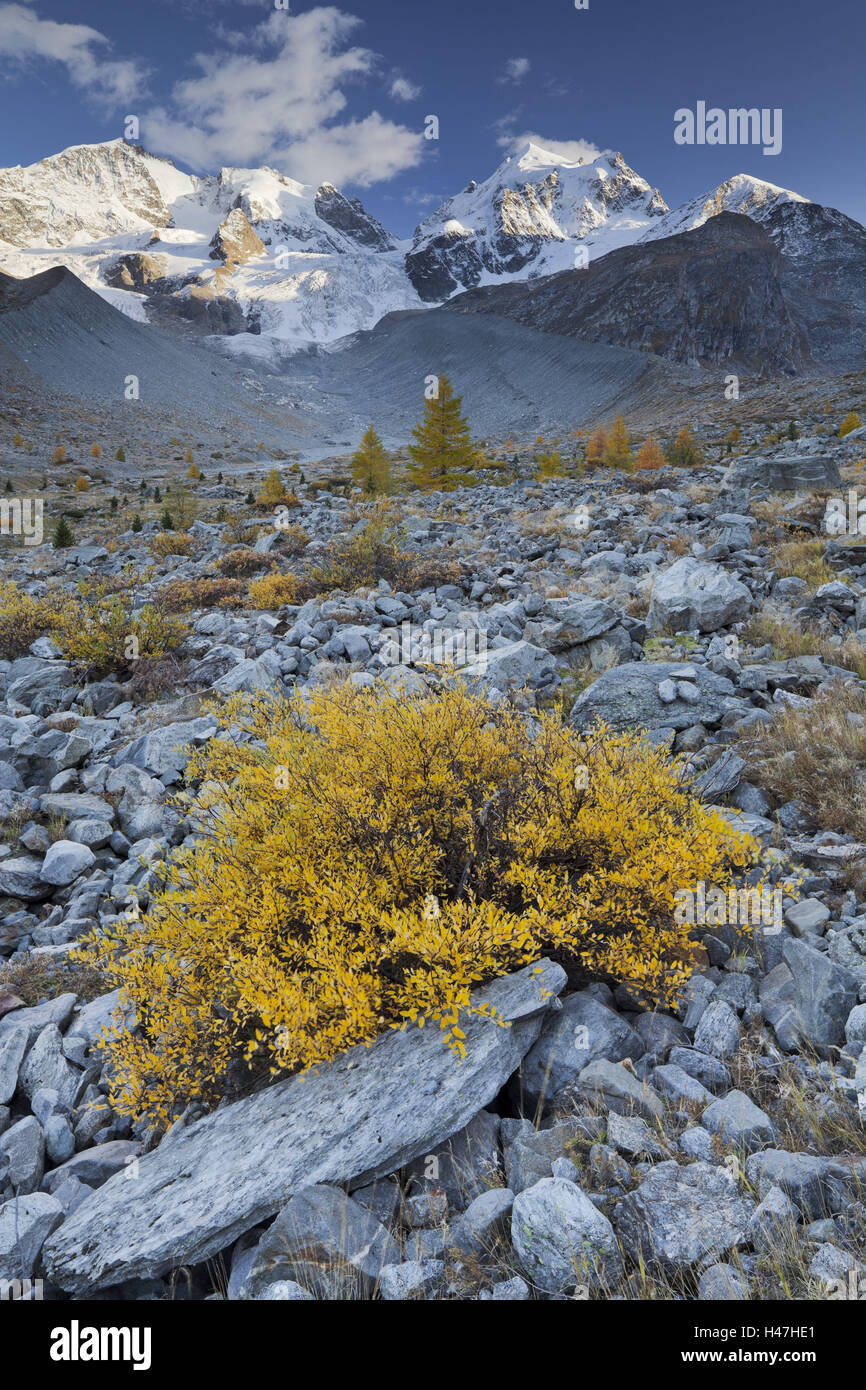 La Svizzera, Grigioni, Val Roseg e Piz Bernina Piz Roseg, arbusto, Foto Stock