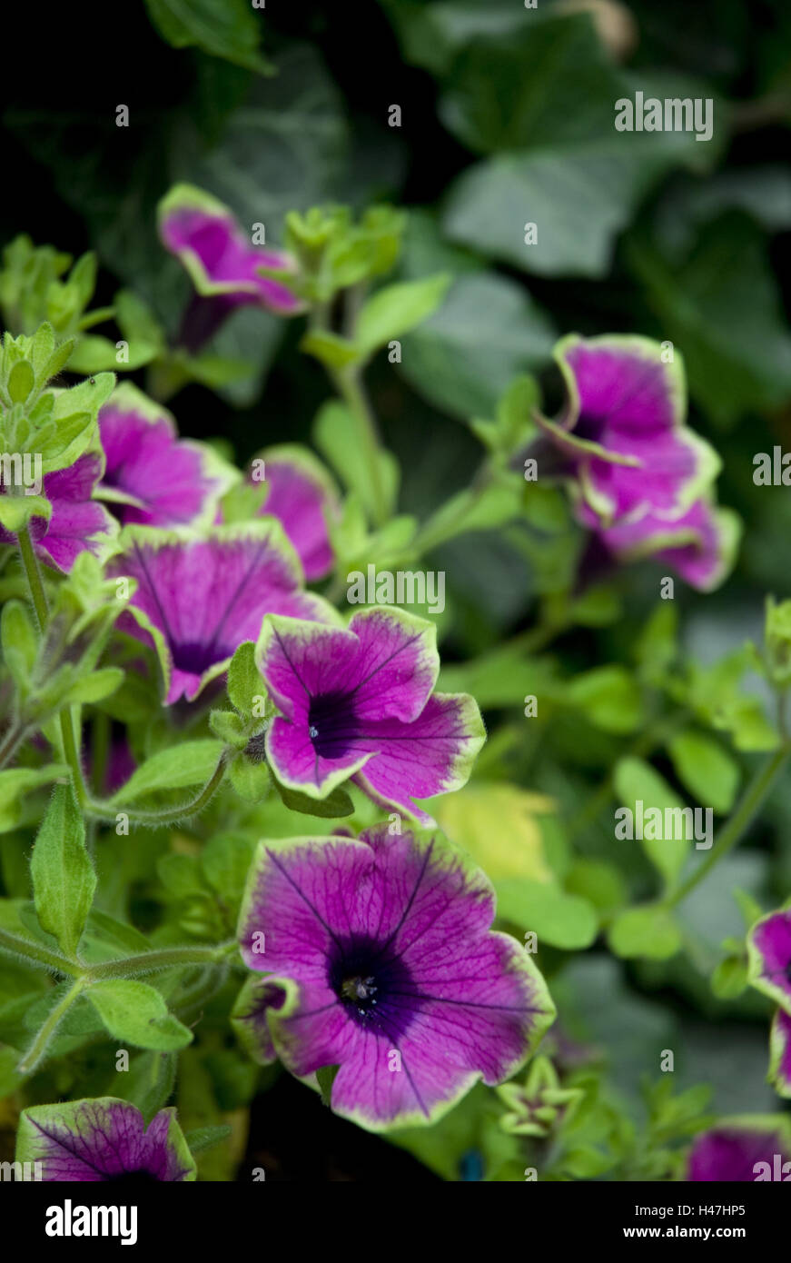 Petunia, vaso, edera, Foto Stock