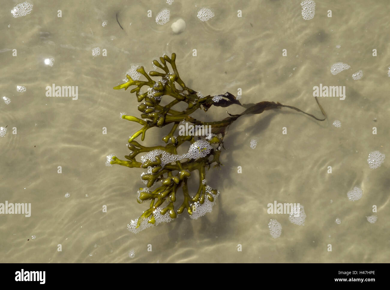 Le alghe in acqua, Foto Stock