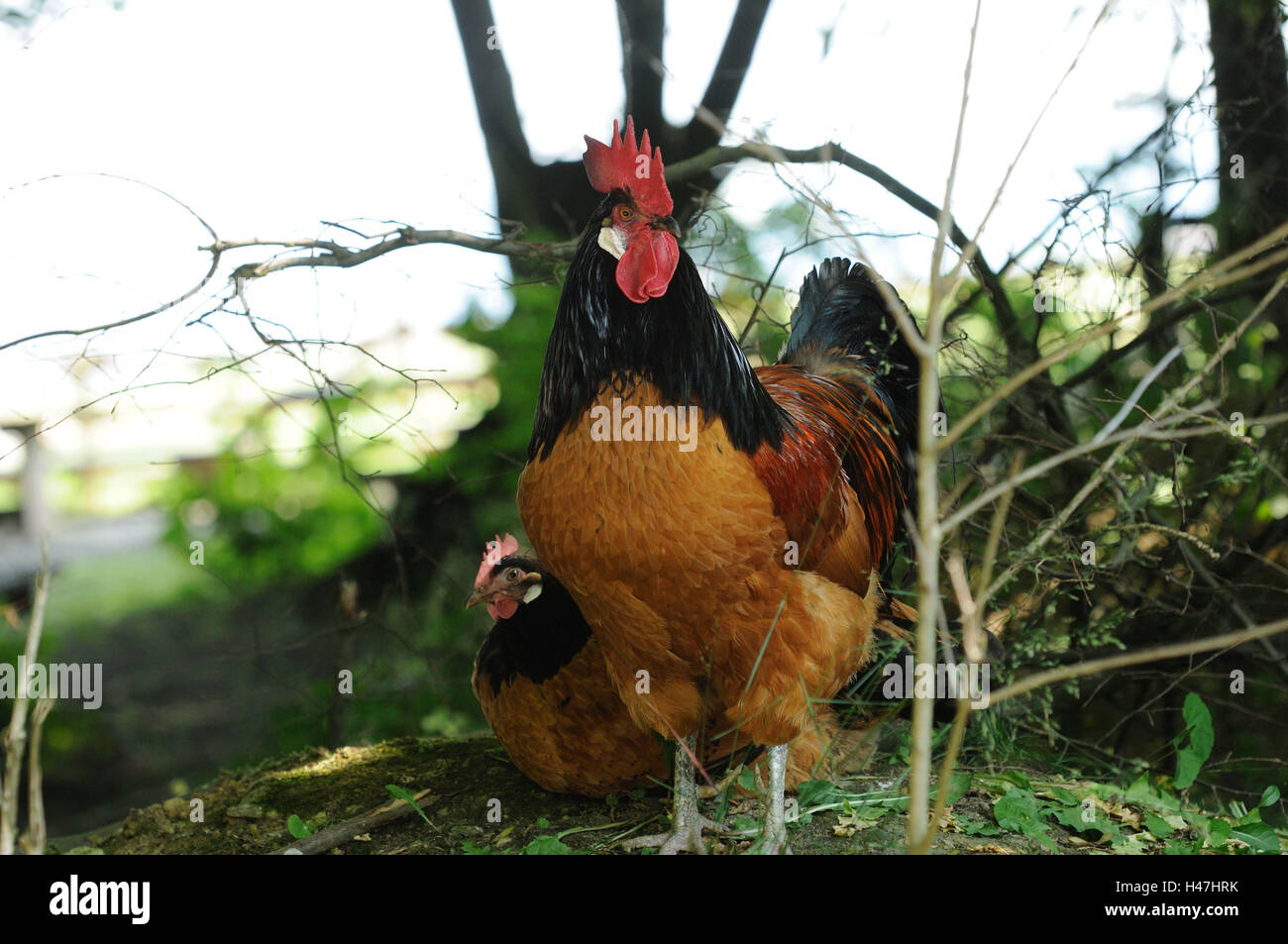 Pollo, Gallus gallus domesticus, maschio e femmina, vista laterale in piedi, guardando la telecamera, Foto Stock