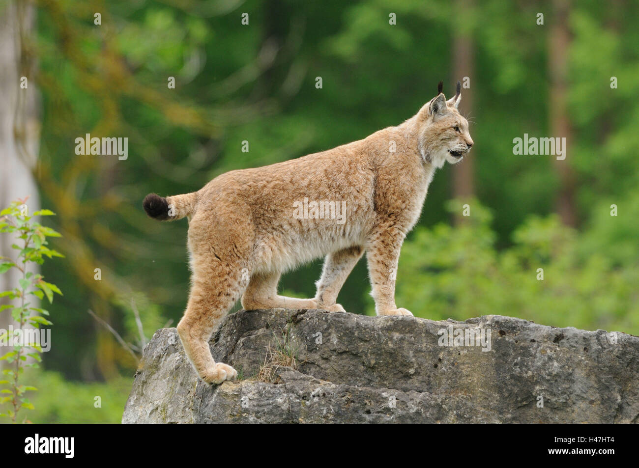 Eurasian, Lynx Lynx lynx, rock, vista laterale in piedi, Foto Stock