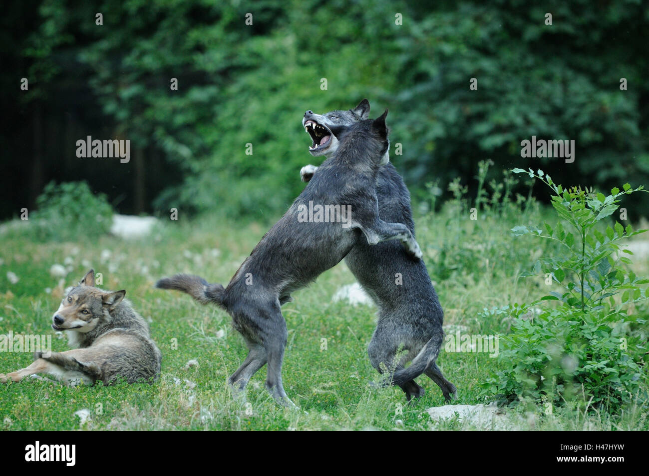 Legni orientali lupi, Canis lupus lycaon, prato, vista laterale, zampe posteriori in piedi, combattimenti, Foto Stock