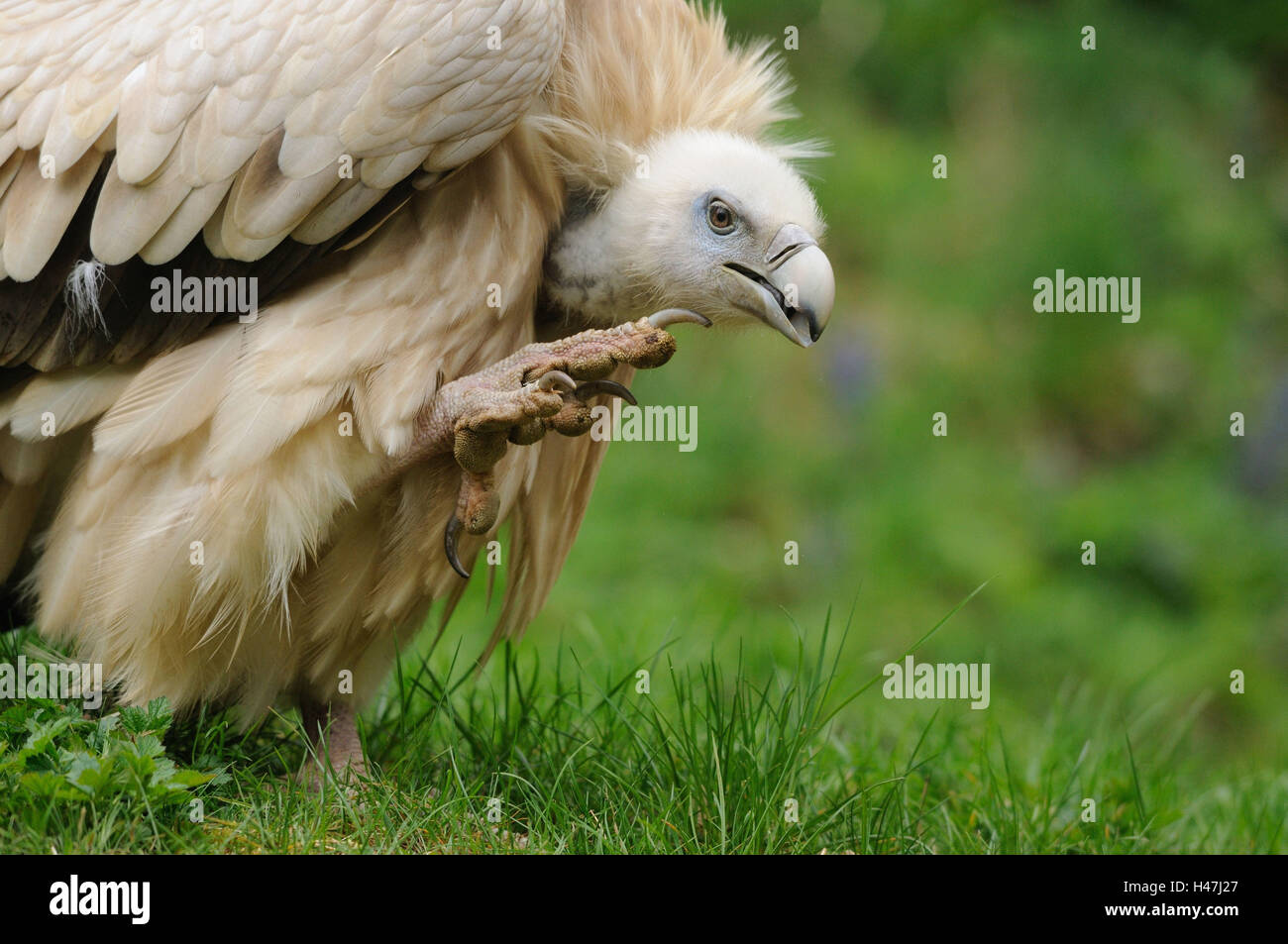 Oca avvoltoi, Gyps fulvus, metà ritratto, vista laterale, sedersi, graffio, vista la fotocamera, la messa a fuoco in primo piano, Foto Stock