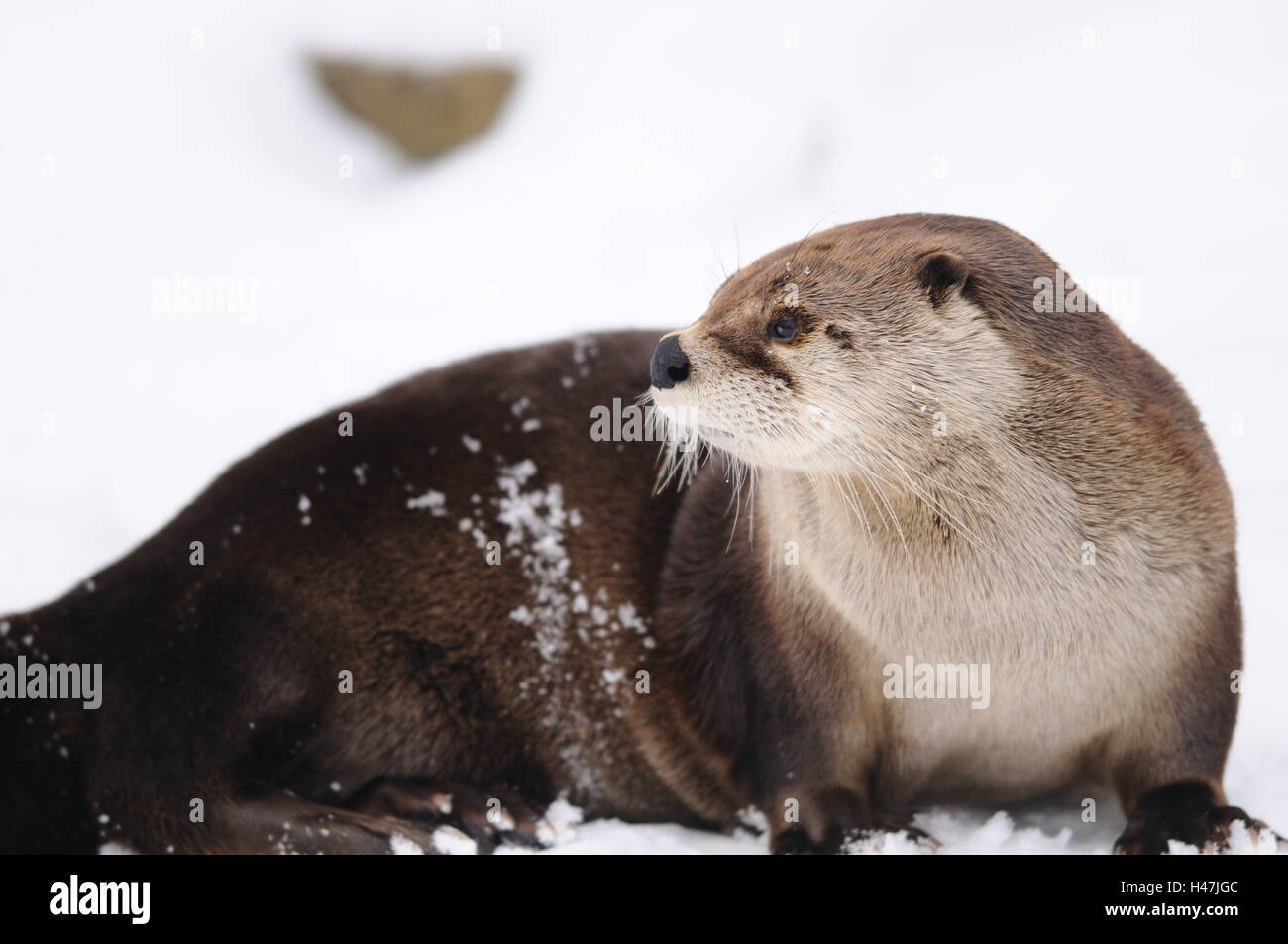North American lontra Lutra canadensis, Foto Stock