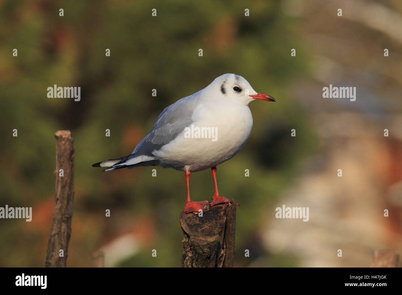 A testa nera gull si siede sul palo di legno, Foto Stock