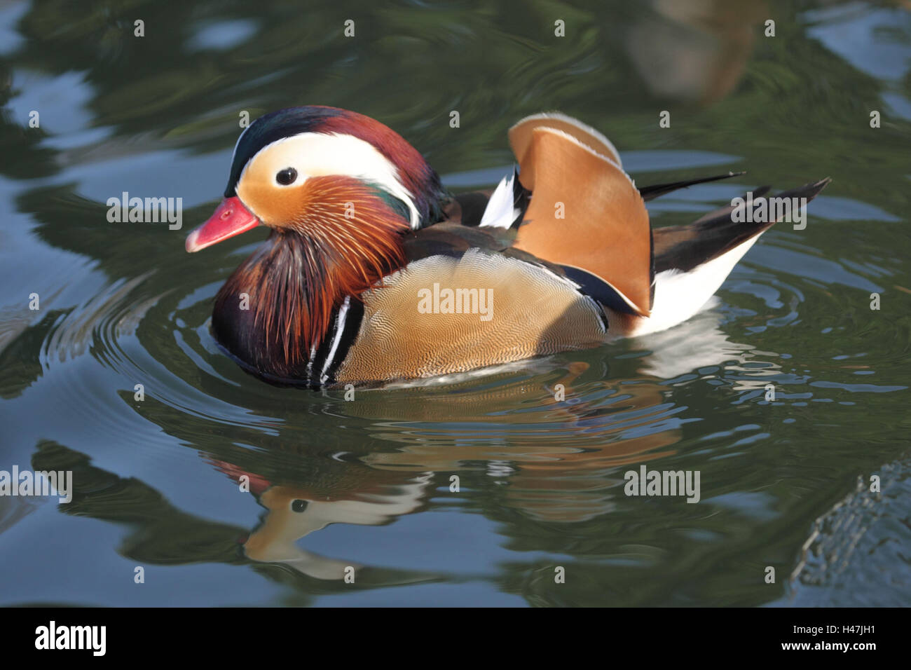 Anatra di mandarino, maschio nell'acqua, Foto Stock