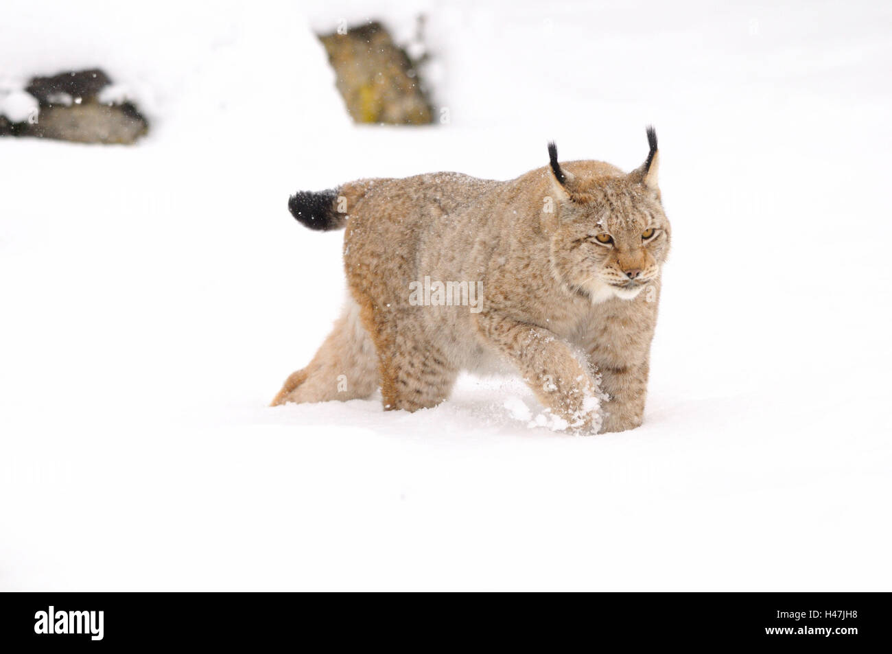 Eurasian, Lynx Lynx lynx, neve, vista laterale, esegui Foto Stock