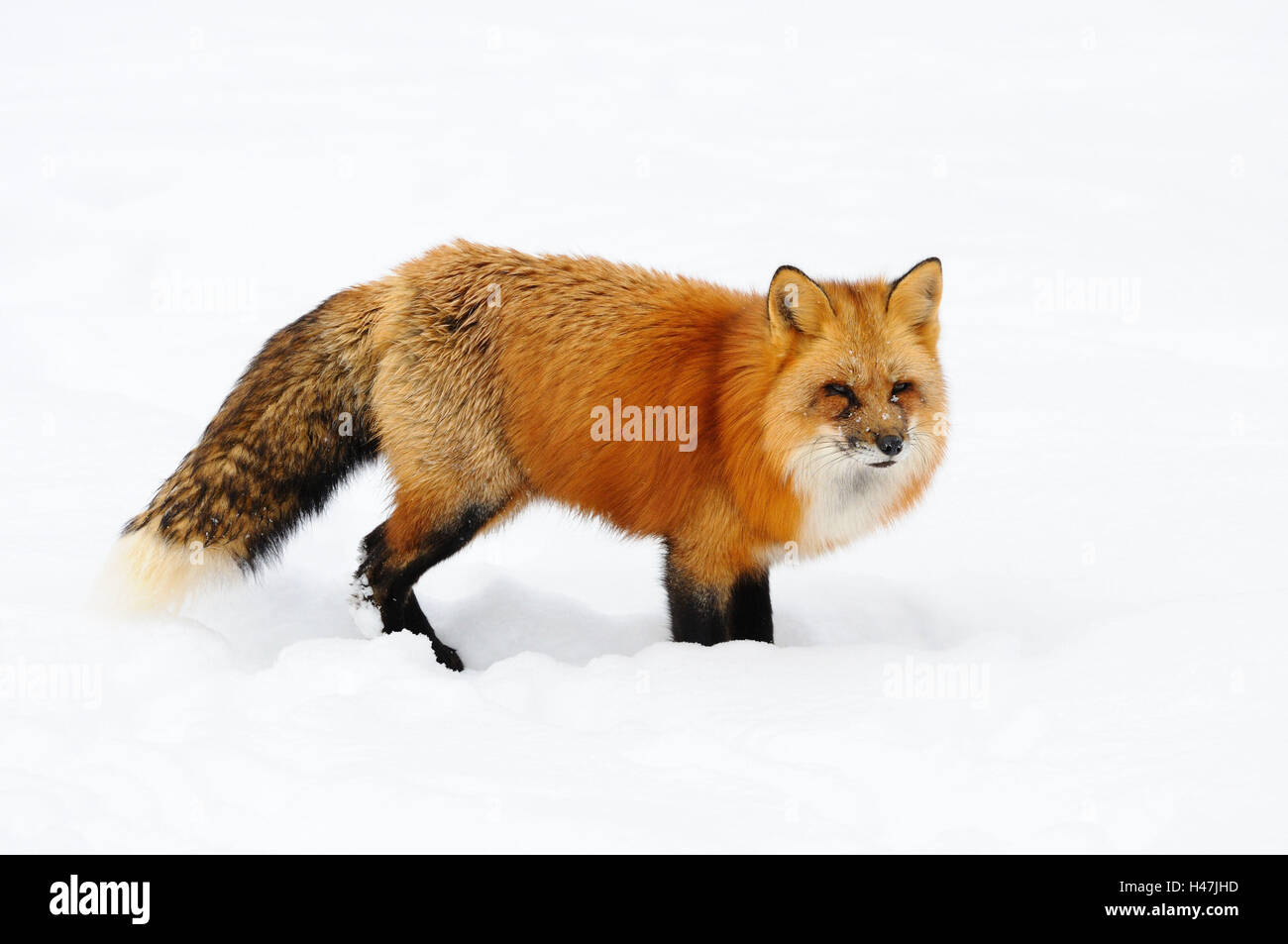 Red Fox, Vulpes vulpes, neve, vista laterale, stand, Foto Stock