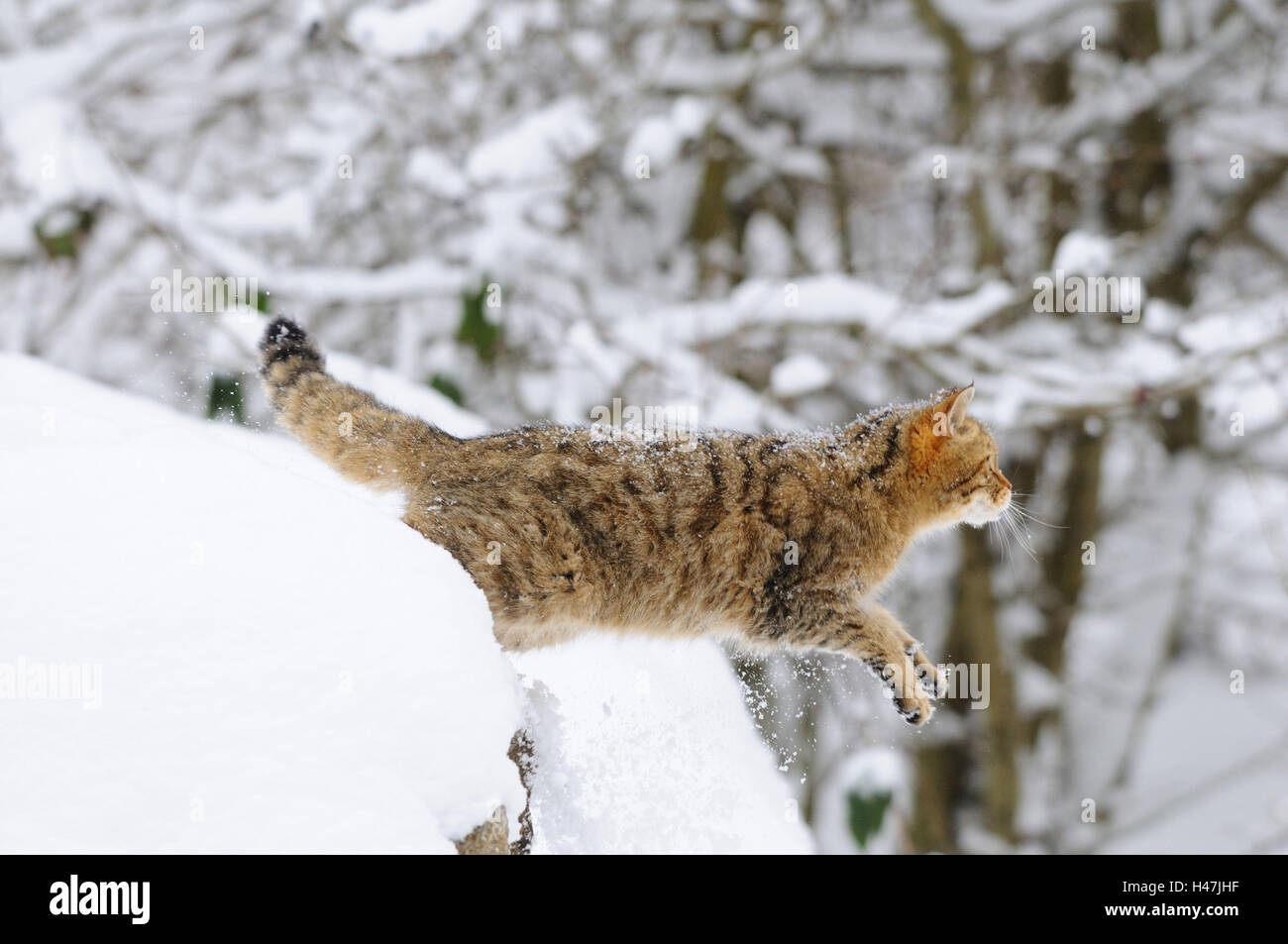 Gatto selvatico europeo, Felis silvestris silvestris, neve, vista laterale, stand, jump, Germania, Foto Stock