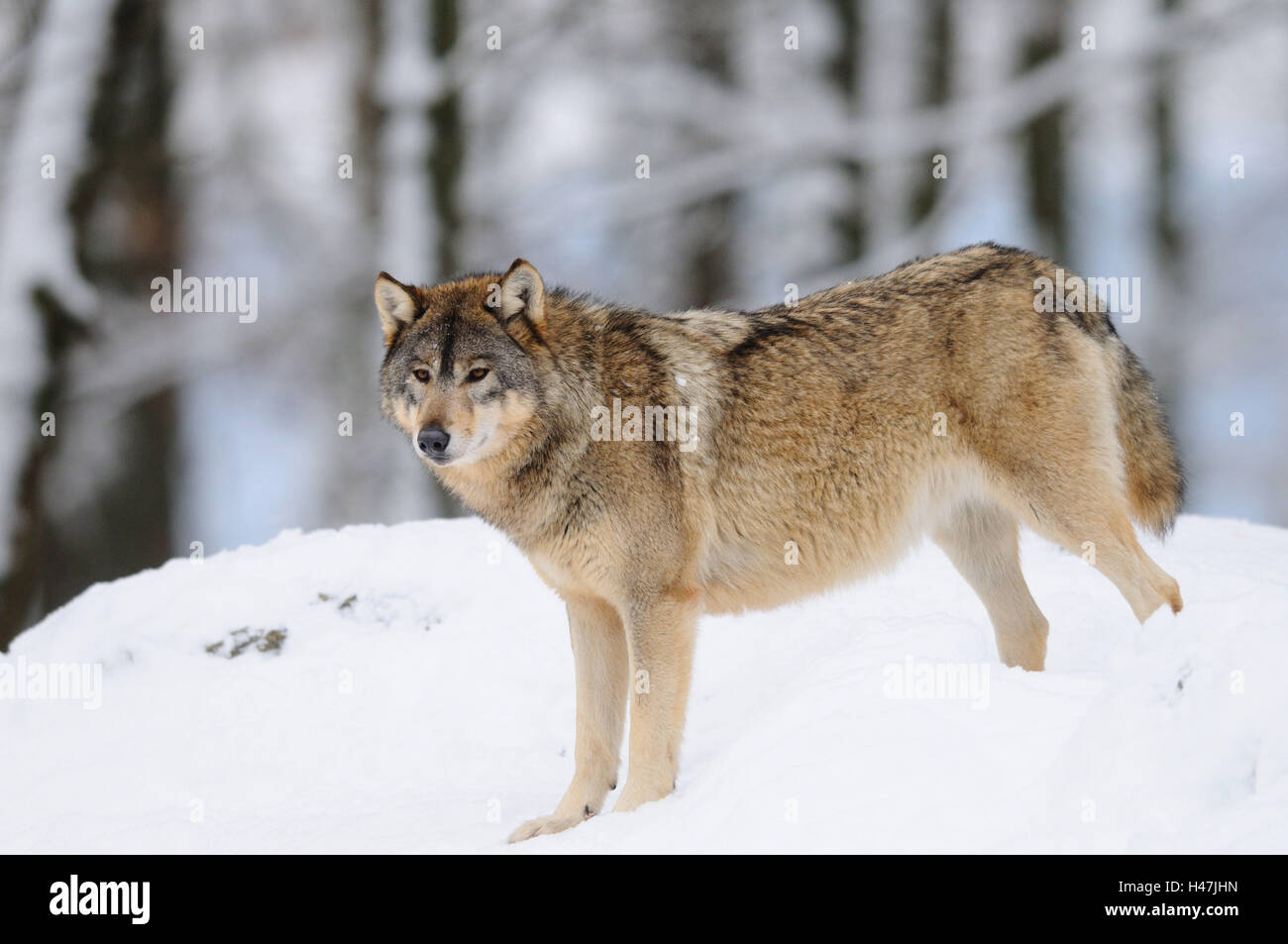 Timberwolf, Canis lupus lycaon, neve, vista laterale, stand, vista la telecamera, Germania, Foto Stock