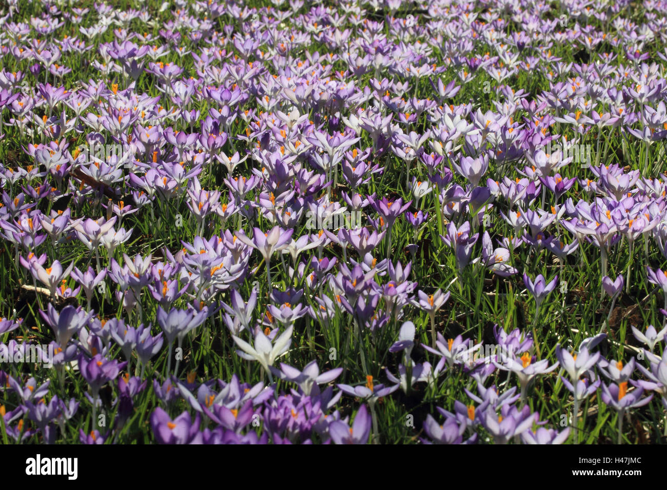 La molla di crochi, Foto Stock