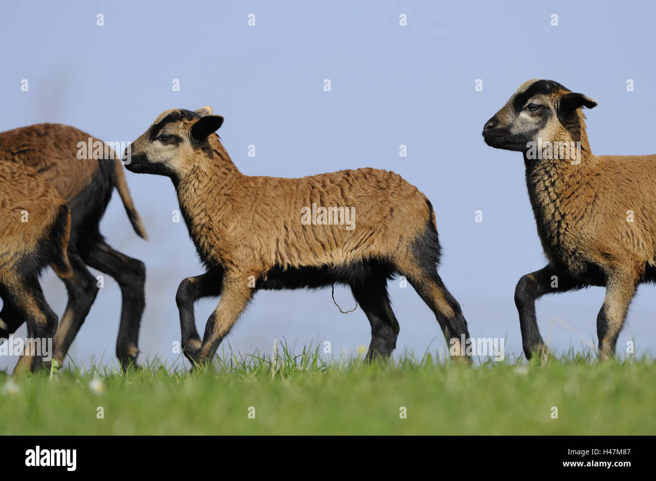 Camerun pecore ovini domestici, Ovis orientalis aries, giovani animali, Foto Stock