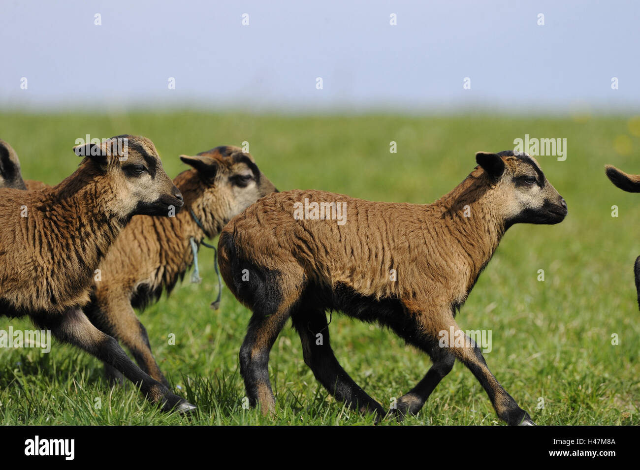 Camerun pecore ovini domestici, Ovis orientalis aries, giovani animali, Foto Stock