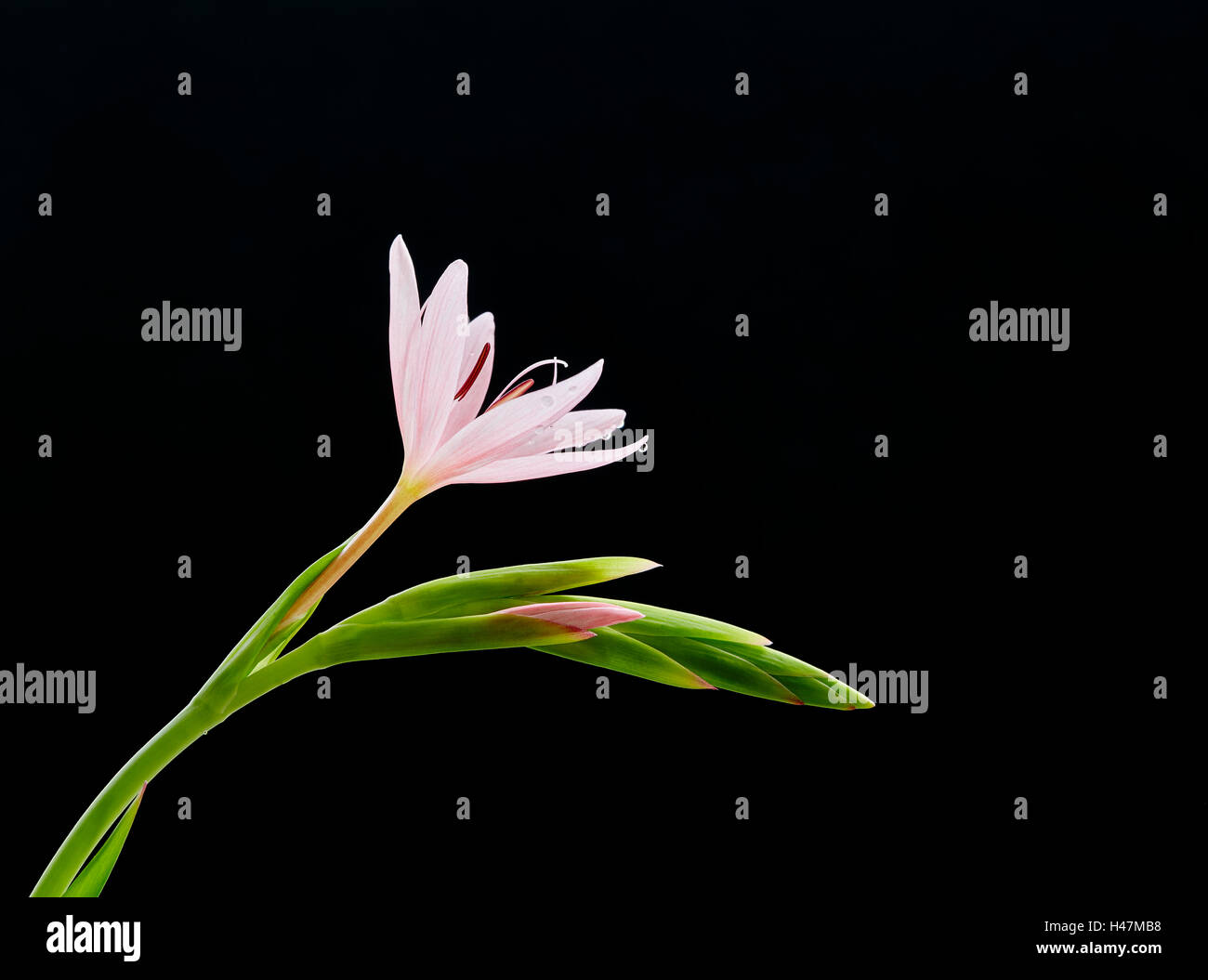 Giglio Kaffir Schizostylis coccinea gambo di fiore che mostra aperto dei fiori e boccioli Foto Stock