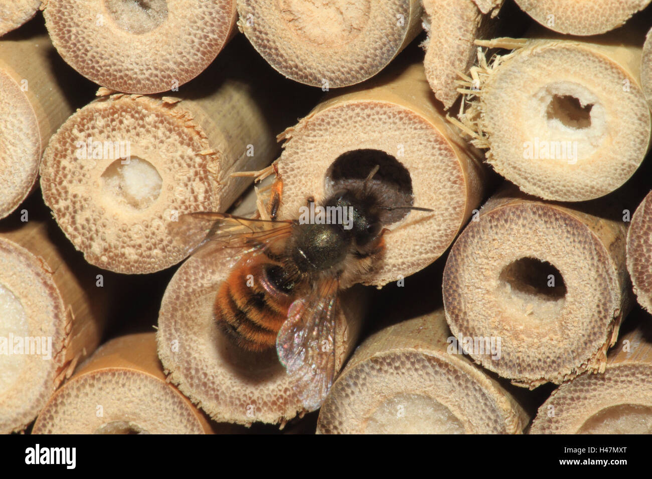 Muraglia difensiva bee, fossa di covata, medium close-up, formato orizzontale, insetti, animali, animale selvatico, casa di insetto, api, Germania, Foto Stock