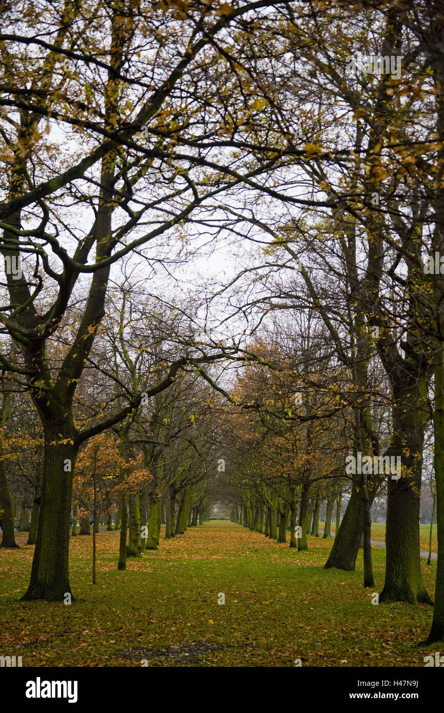 Park Avenue, Londra, natura, fuori, alberi, stagione autunno, foglie, fogliame, pavimento, menzogna, Foto Stock