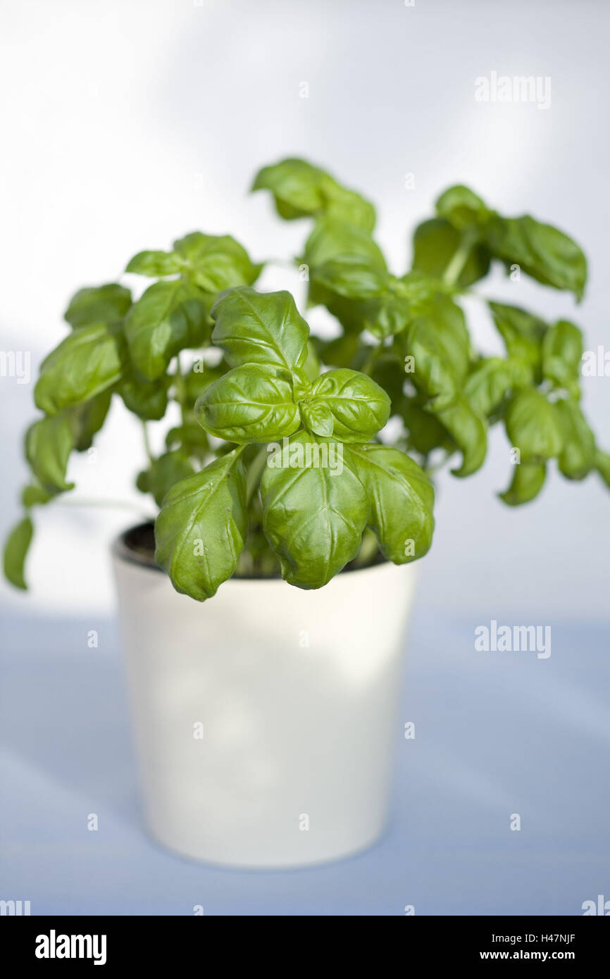 Vaso di basilico, Foto Stock