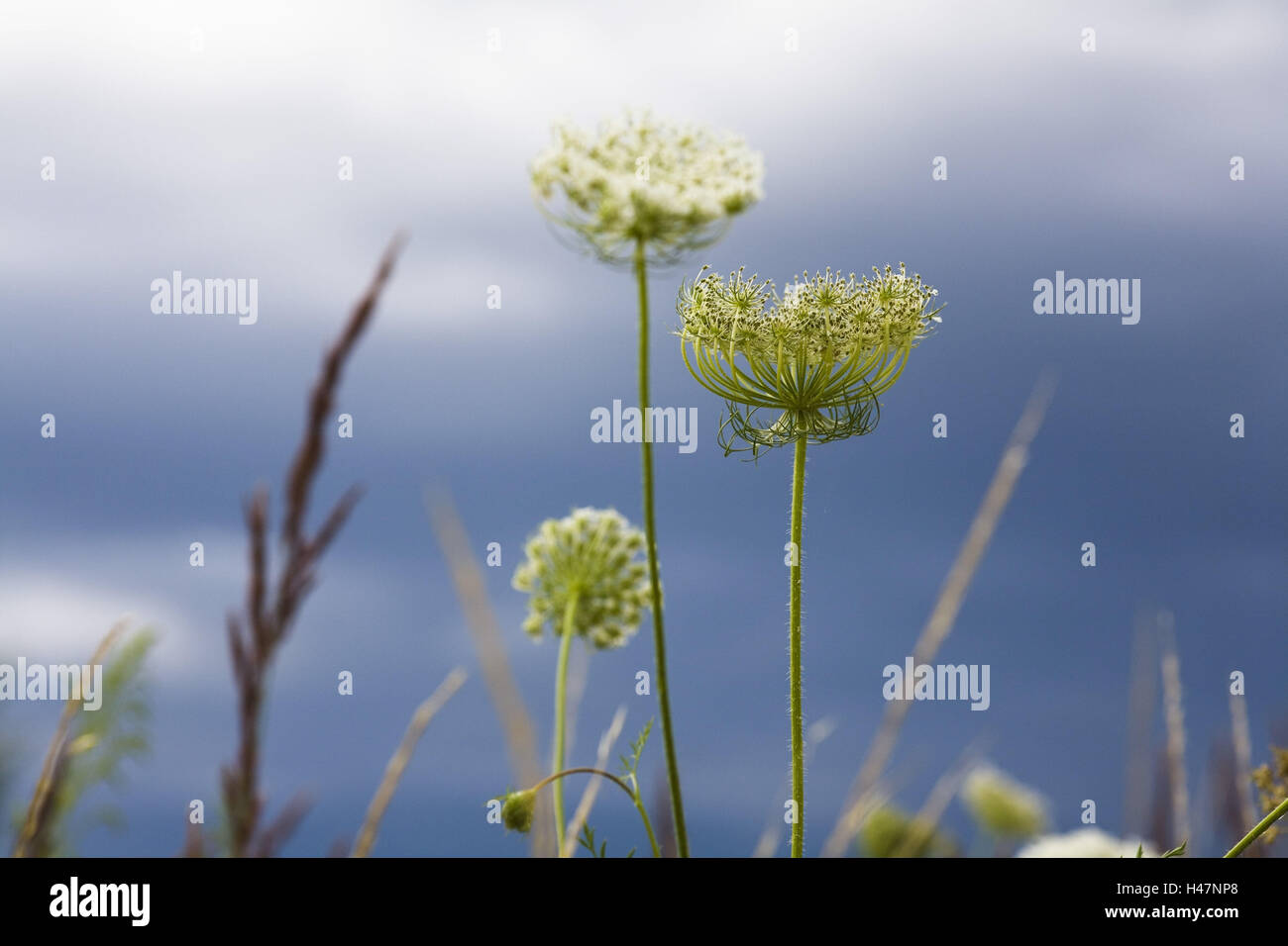 Fiori Selvatici, prato, wild carota, Foto Stock