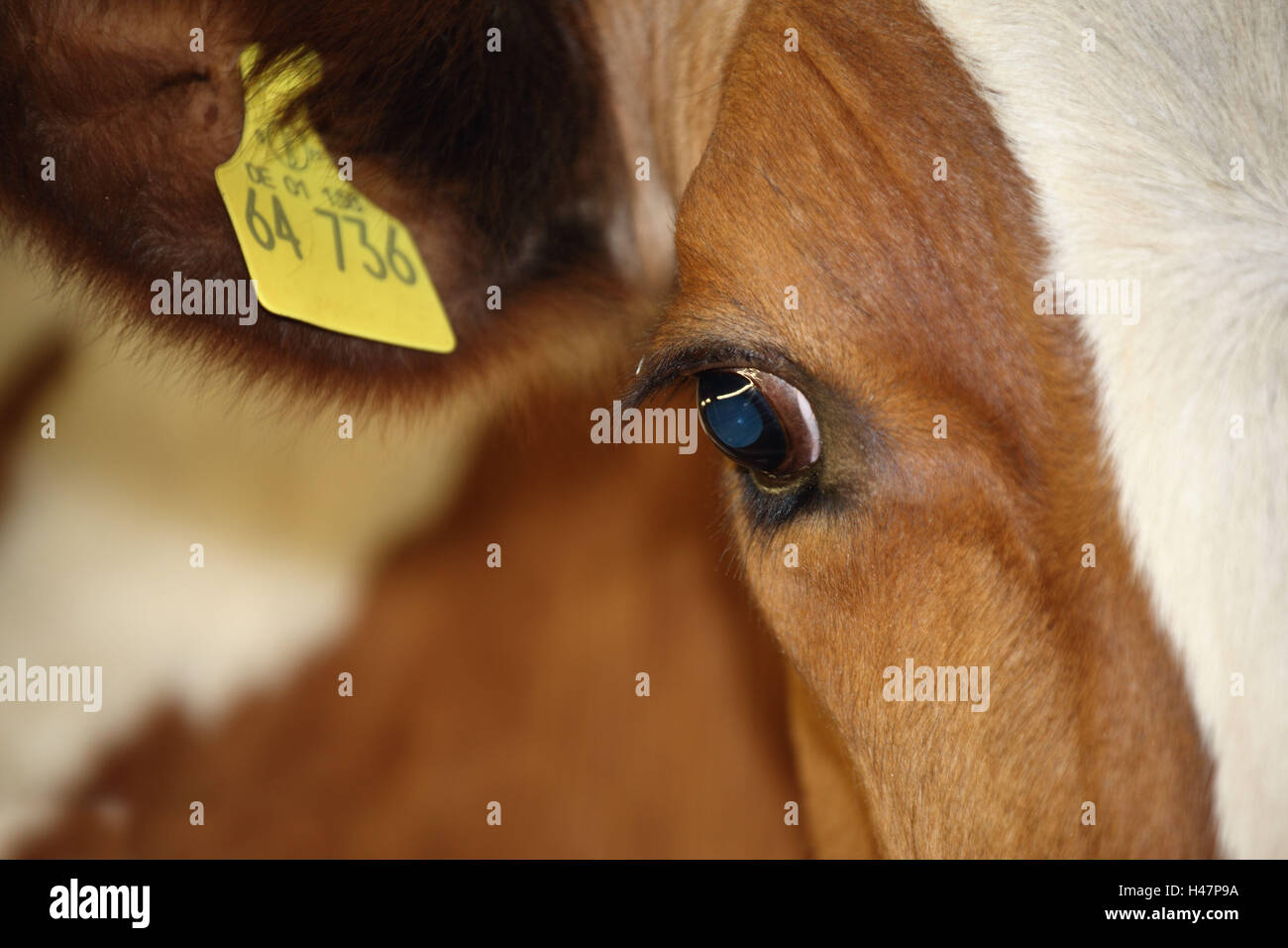 Agriturismo, mucca, occhio, orecchio mark, close-up, Foto Stock