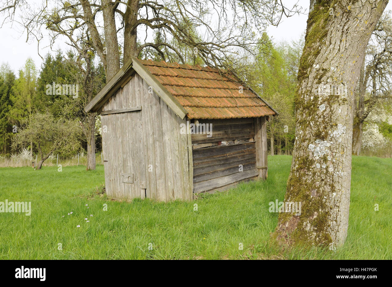 Beehive, frutteto, Foto Stock