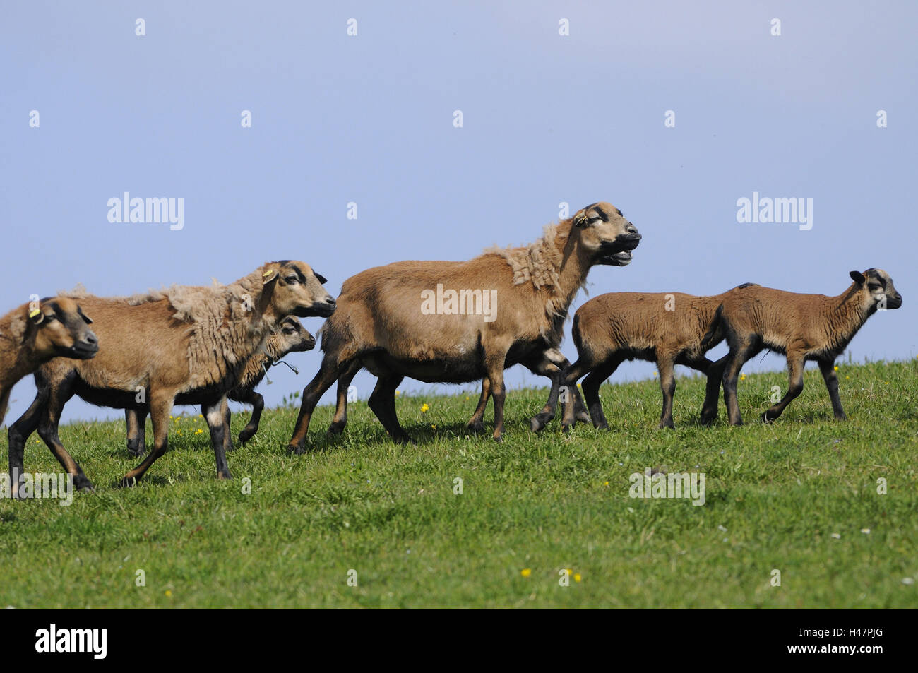 Camerun pecore ovini domestici, Ovis orientalis aries, Foto Stock