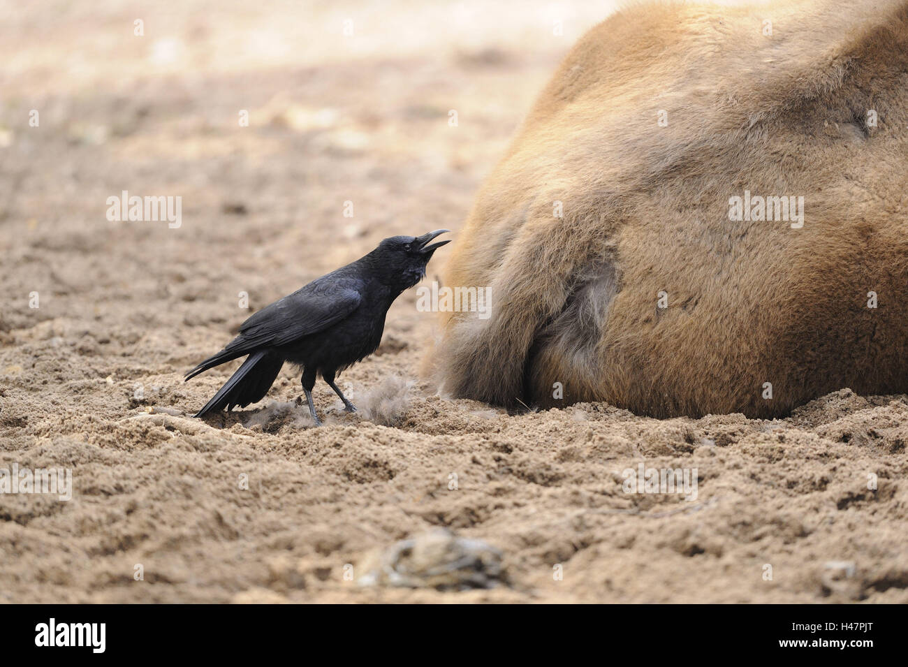 Raven crow, Corvus corone, Bison bison bonasus, Foto Stock