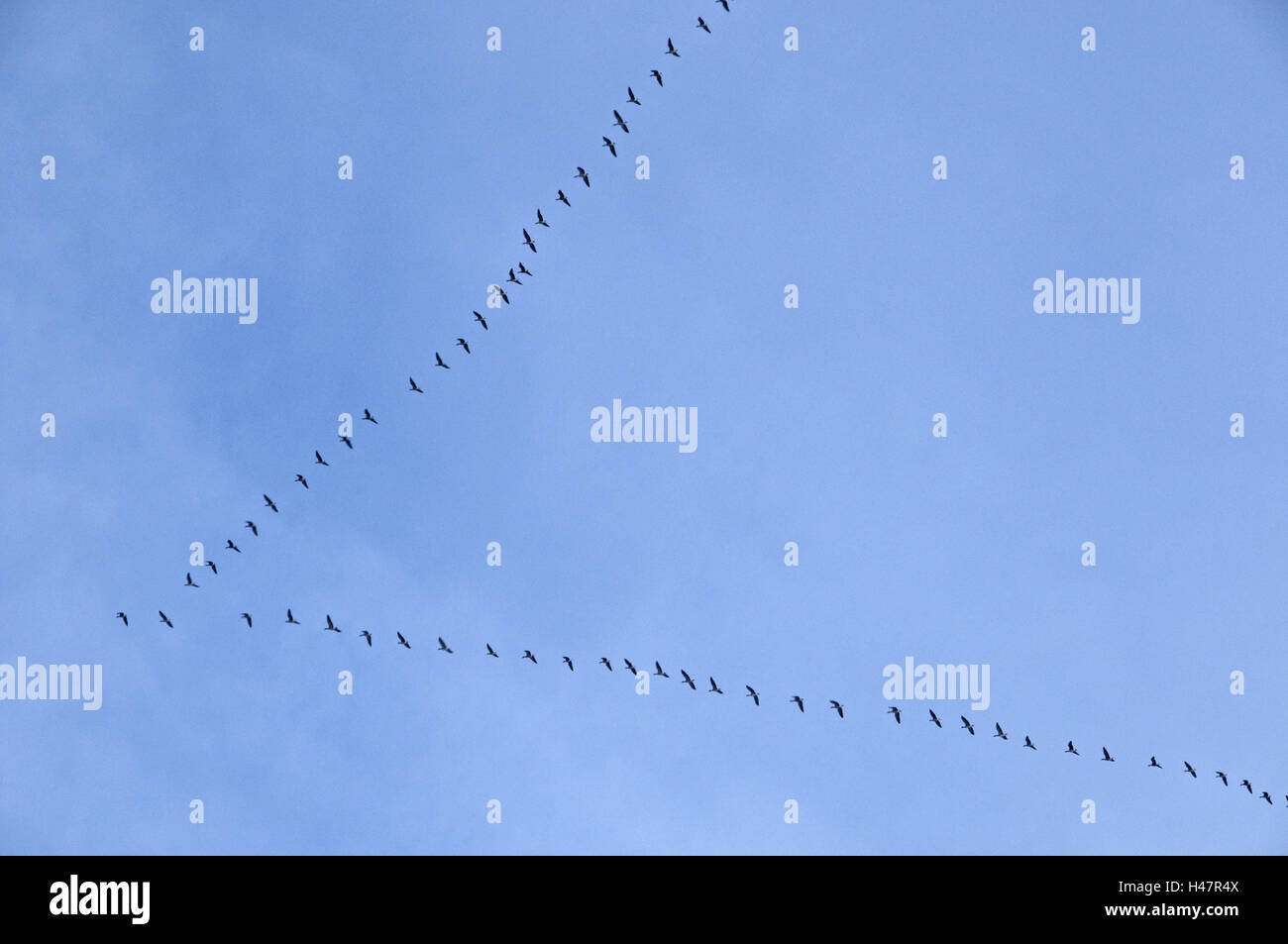 Gli uccelli di passaggio, V-formazione, Foto Stock