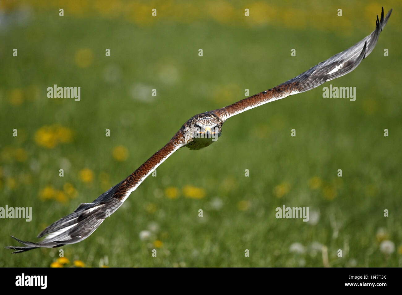 Rosso-kite, Milvus milvus, volo, Foto Stock