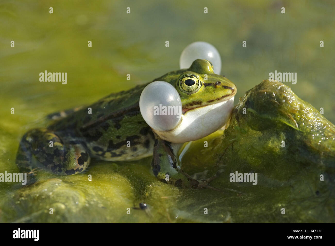 Rana verde, Rana lessonae, Foto Stock