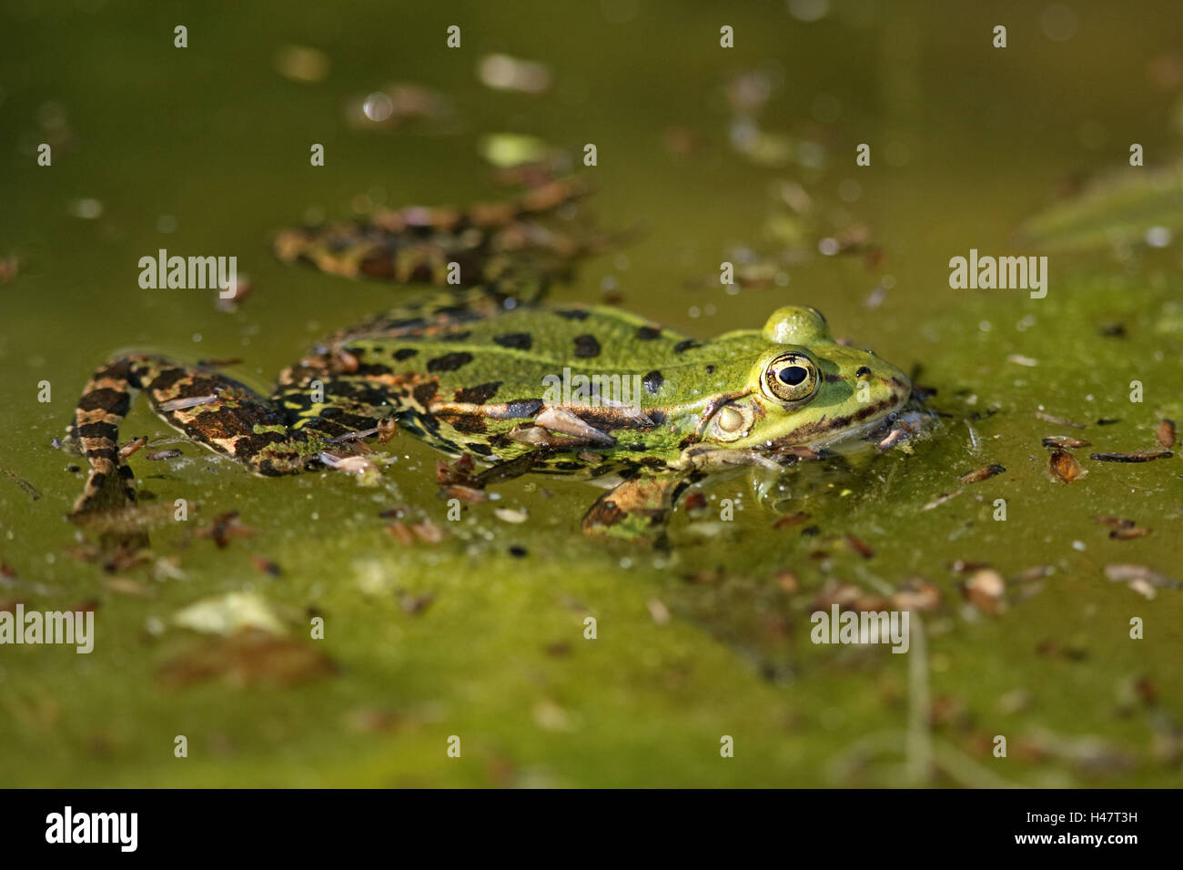 Rana verde, Rana lessonae, Foto Stock