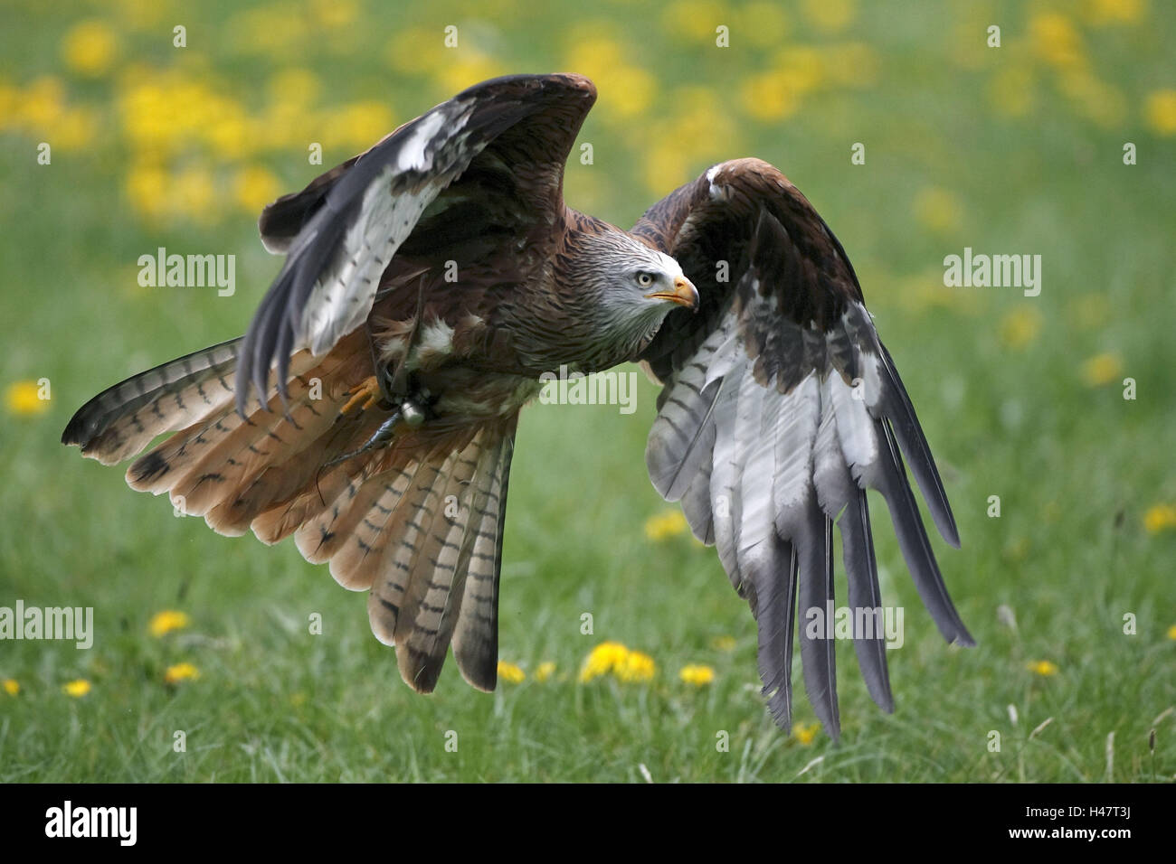 Rosso-kite, Milvus milvus, volo, Foto Stock