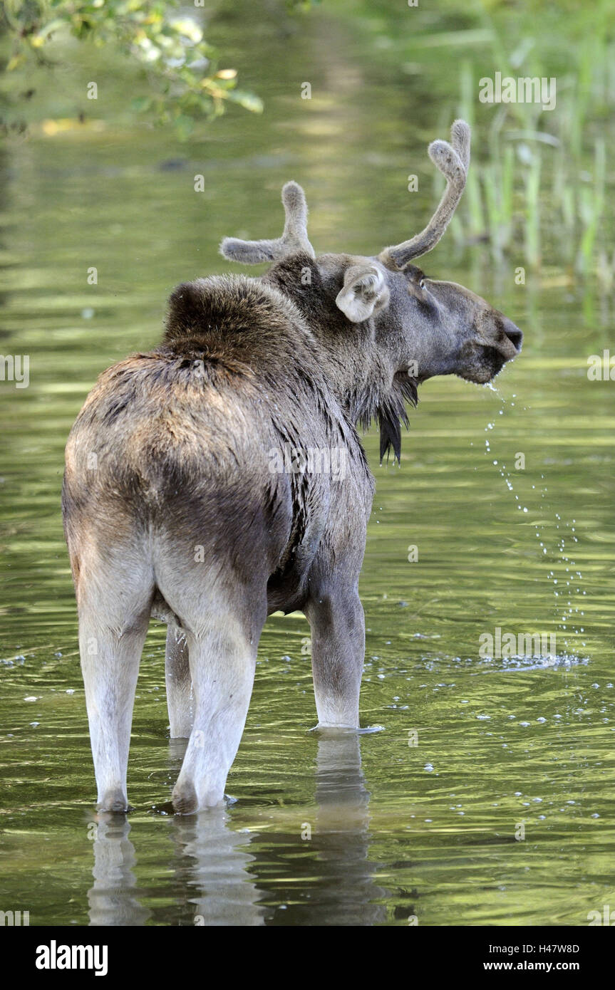 Elk, Alces, lago, stand, vista posteriore, parco giochi, habitat animale selvatico, animale, bagnato, balneazione, acque, riflessione, natura, Foto Stock