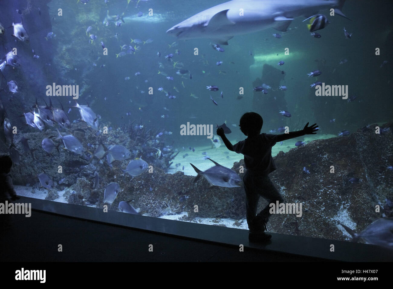 Australia, Nuovo Galles del Sud, Sydney Aquarium, bambino, silhouette, pesci, squali, persone, stand, corpo intero, toccare, fascino, fetta, acqua, squali, pesci predatori di fishs, esotico, pesci corallini, mondo sottomarino, vetro di finestra, unsubstantially, blu, all'interno, luogo di interesse Foto Stock