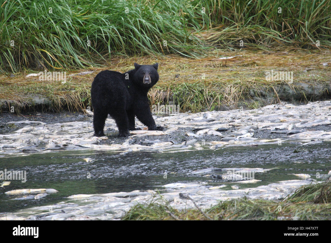 Orso nero, fiume, salmoni, mangiare, Foto Stock