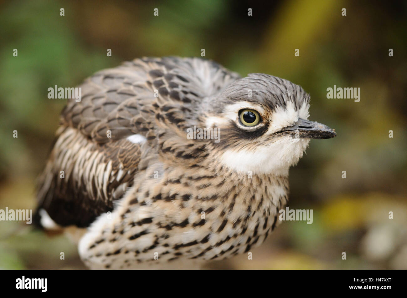 Bush in pietra, curlew Burhinus grallarius, Foto Stock