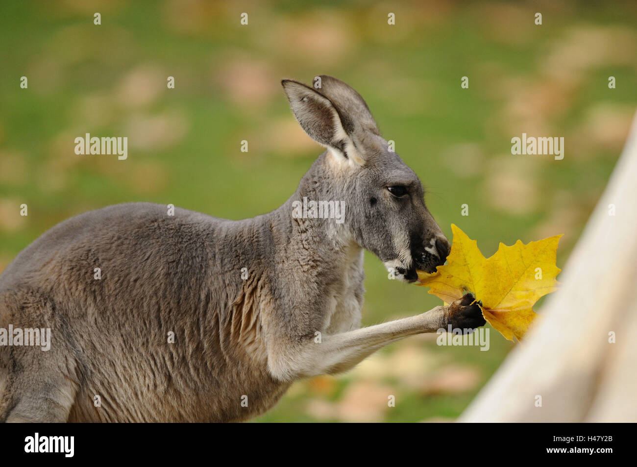 Red Riesenkänguru, Macropus rufus, metà ritratto, vista laterale, foglia di quercia, mangiare, Foto Stock