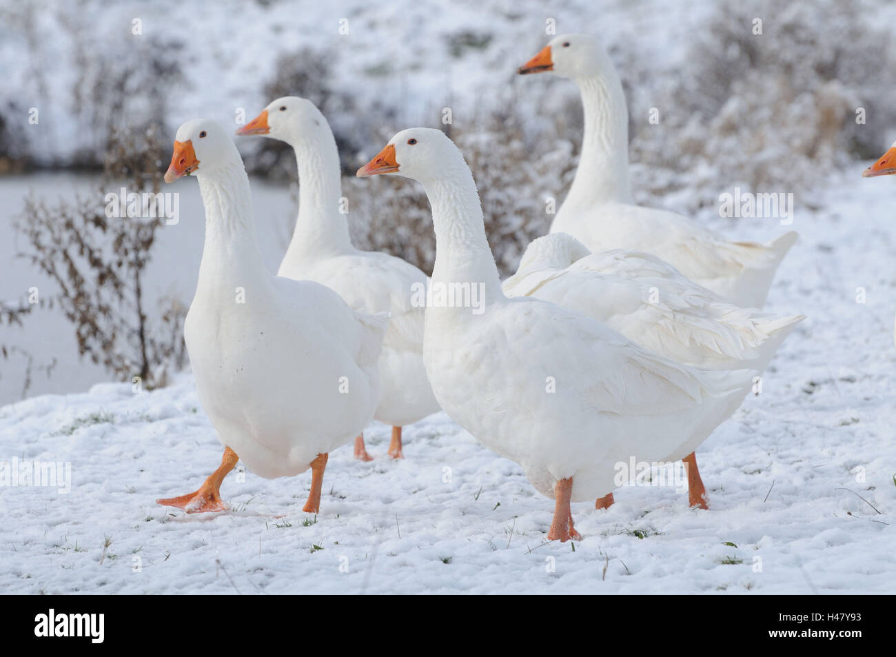 Oche domestiche, gruppo, inverno, vista laterale in piedi, Foto Stock