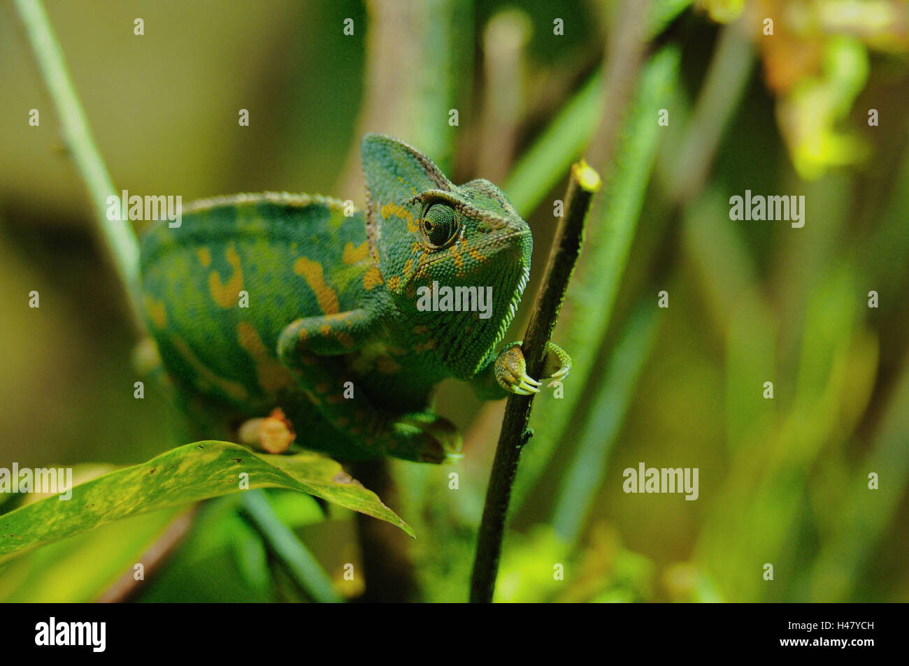 Yemen chameleon, Chamaeleo calyptratus, vista frontale, arrampicata, guardando la telecamera, Foto Stock