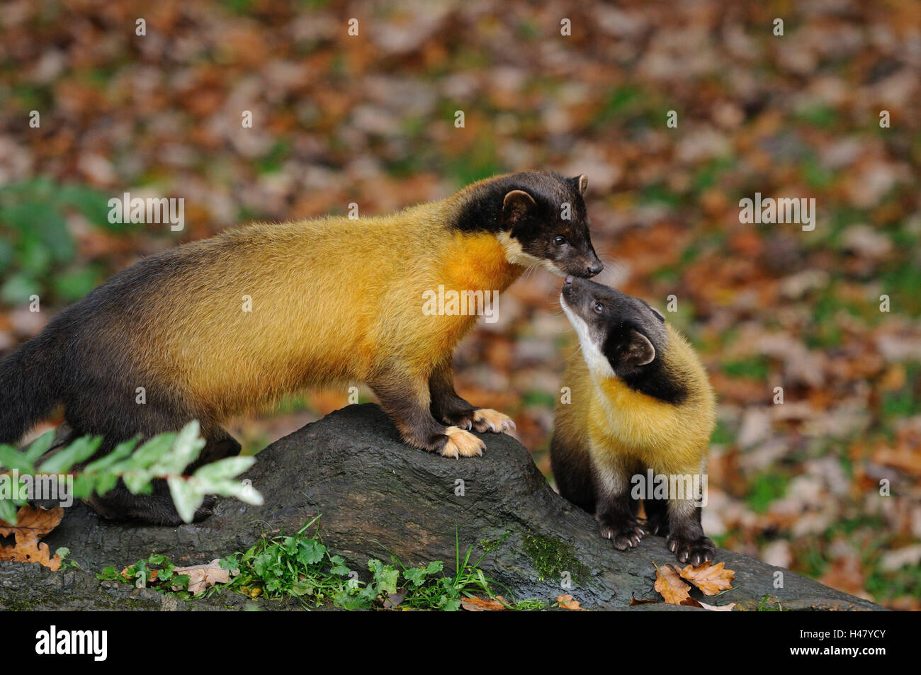 Colorata, Martens Martes flavigula, vista laterale, sedersi, Kiss, la messa a fuoco in primo piano, Foto Stock