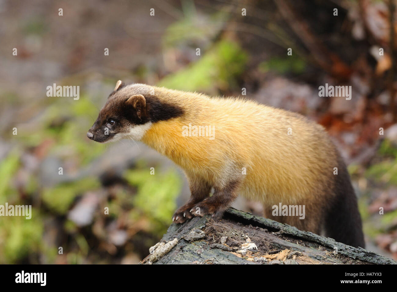 Marten colorati, Martes flavigula, vista laterale Foto Stock