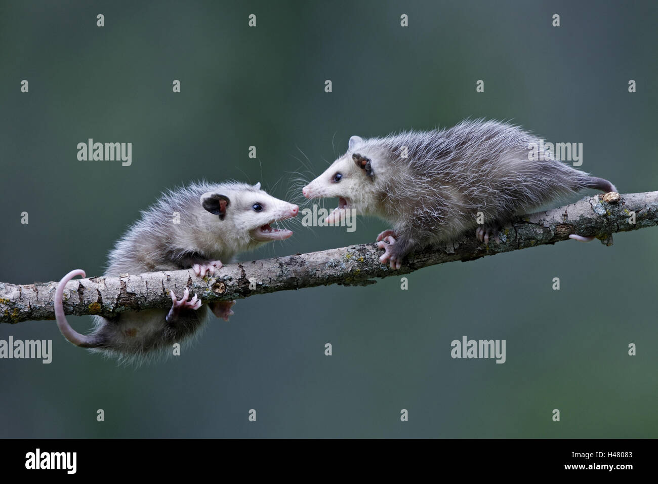 North American opossum, Didelphis virginiana, animali giovani, diramazione Foto Stock