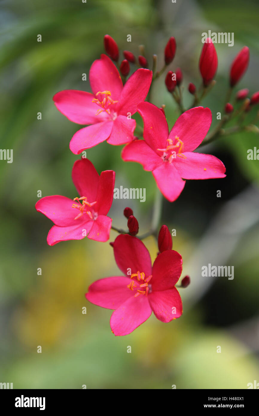 La Seychelles, La Digue, Frangipani, fiori rossi, Foto Stock