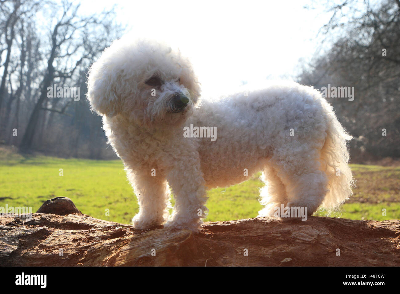 Cane, Bichon Frise, vista laterale, formato orizzontale, mammifero, animale, cane, pet, pedigree cane, cane di razza, pelliccia, bianco, Foto Stock