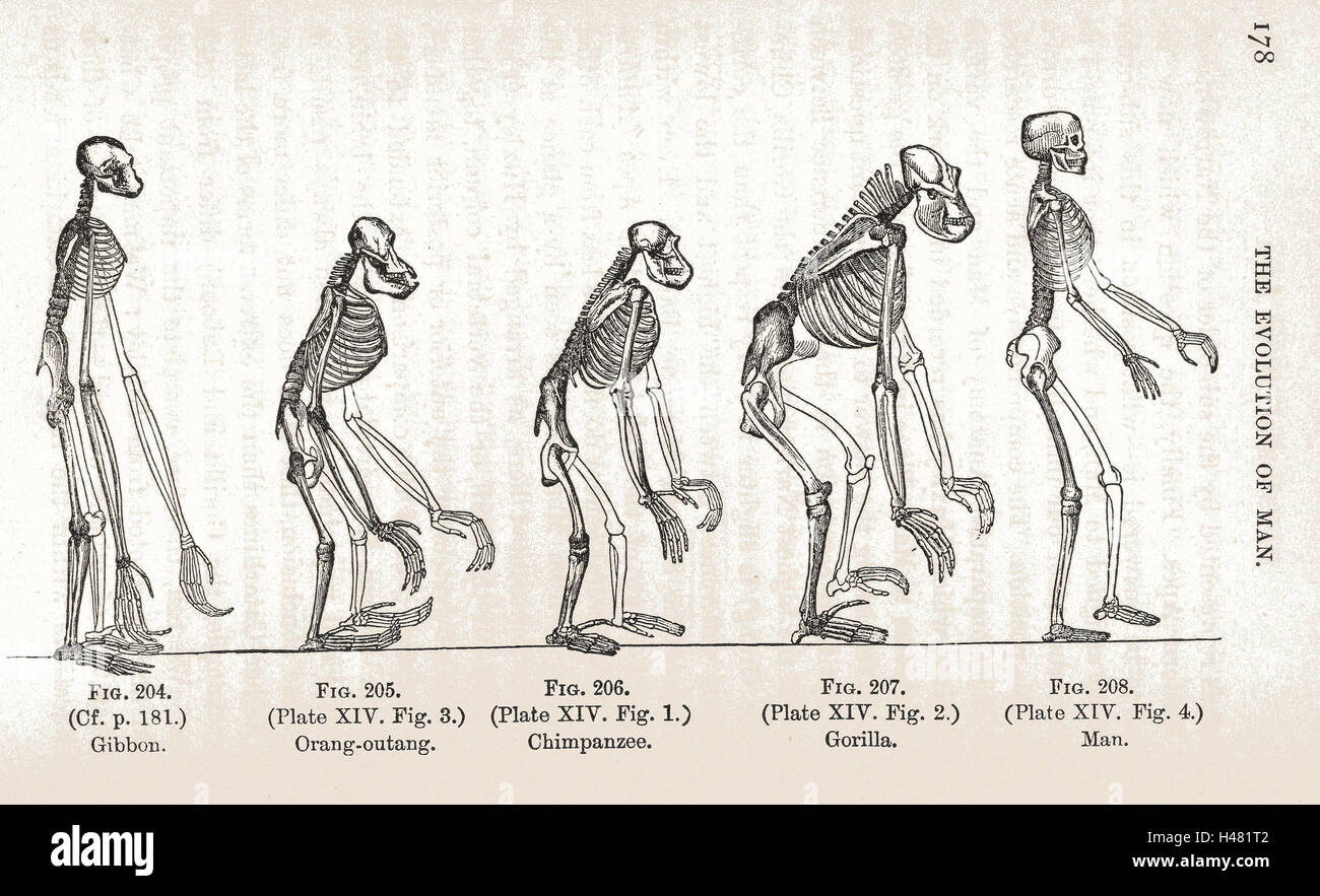 Illustrazione; "l'evoluzione dell'uomo" Foto Stock