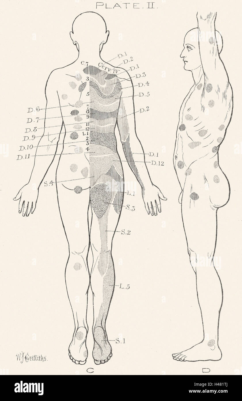 Illustrazione del corpo umano Foto Stock